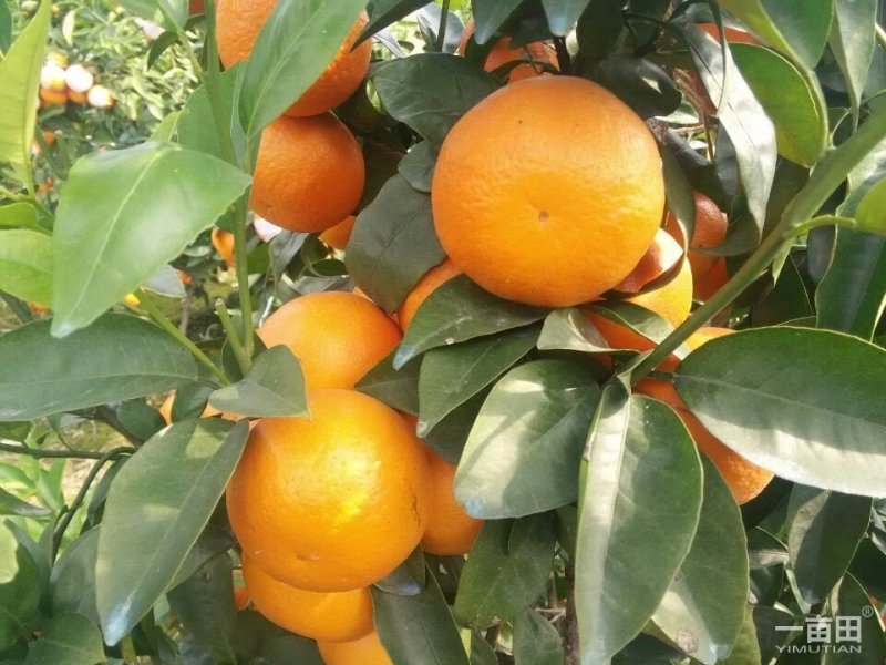 正品无核沃柑苗已经开花当年挂果提供技术支持