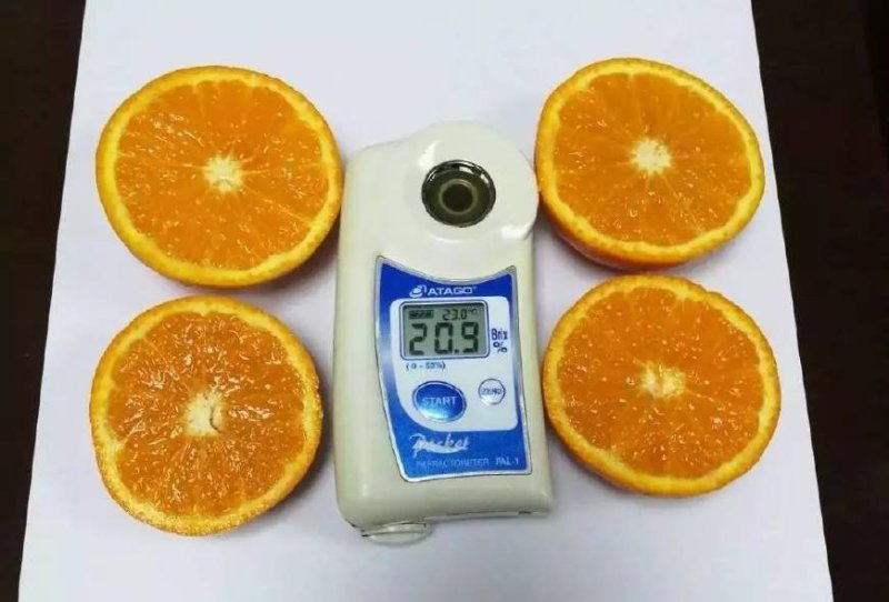 正品无核沃柑苗已经开花当年挂果提供技术支持