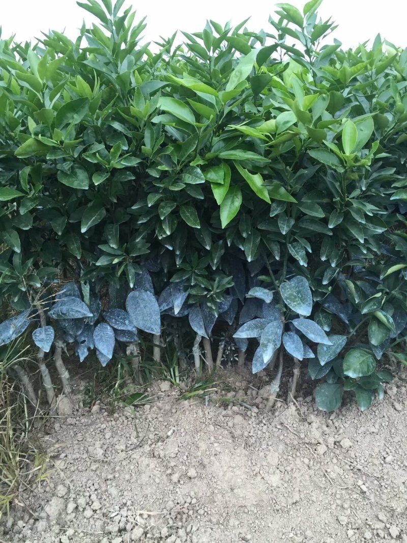 正品无核沃柑苗已经开花当年挂果提供技术支持