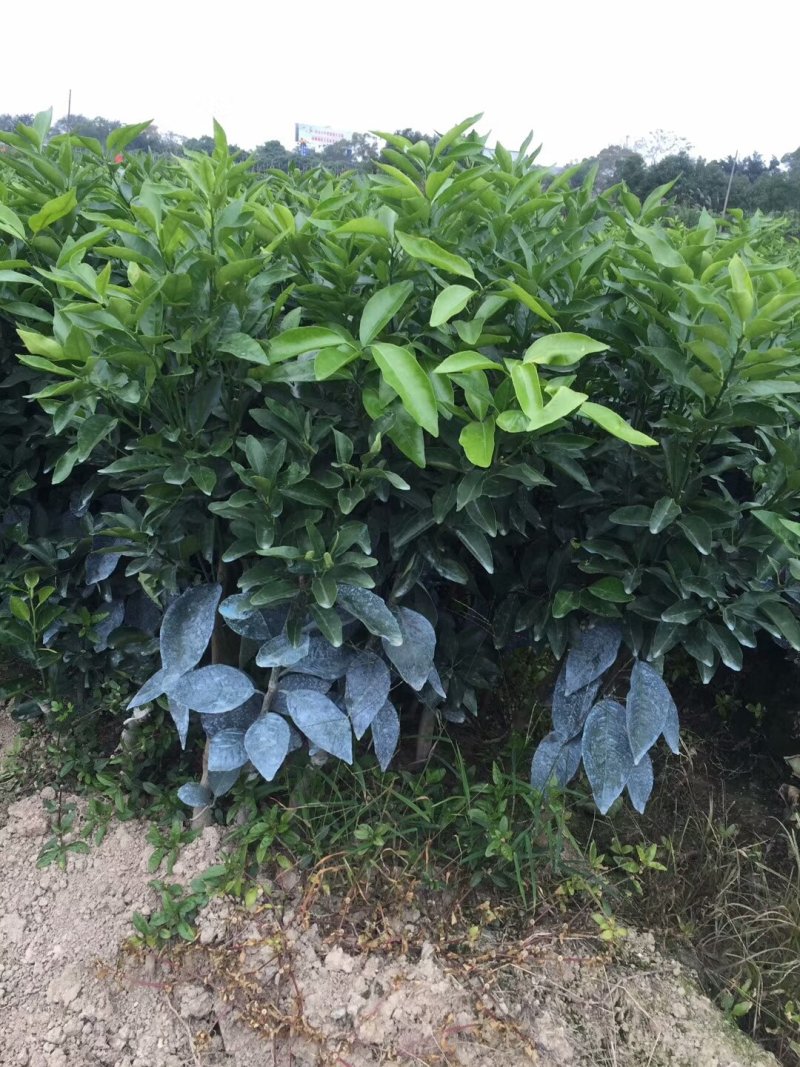 正品无核沃柑苗已经开花当年挂果提供技术支持