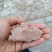 花生饼，颜色厚度如图，纯仁冷榨，