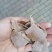 花生饼，颜色厚度如图，纯仁冷榨，