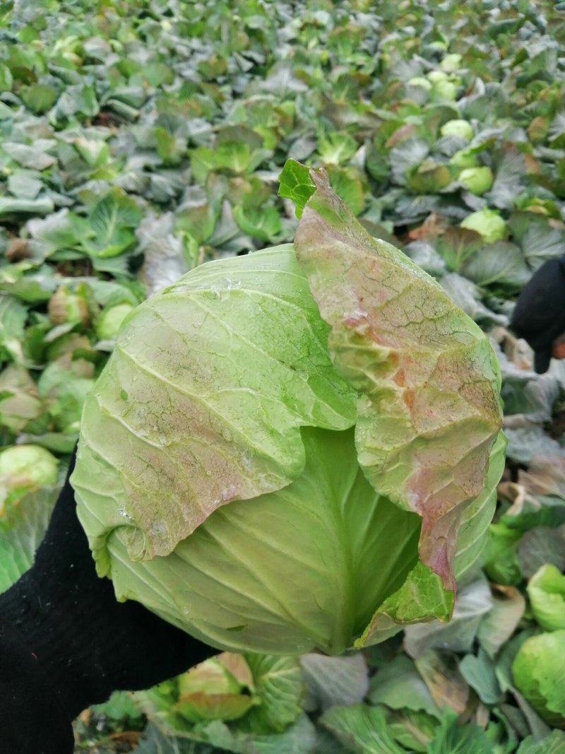 【优选】圆包菜上市，产地直供，大小均匀，质量好，欢迎选购