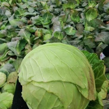 【优选】圆包菜上市，产地直供，大小均匀，质量好，欢迎选购