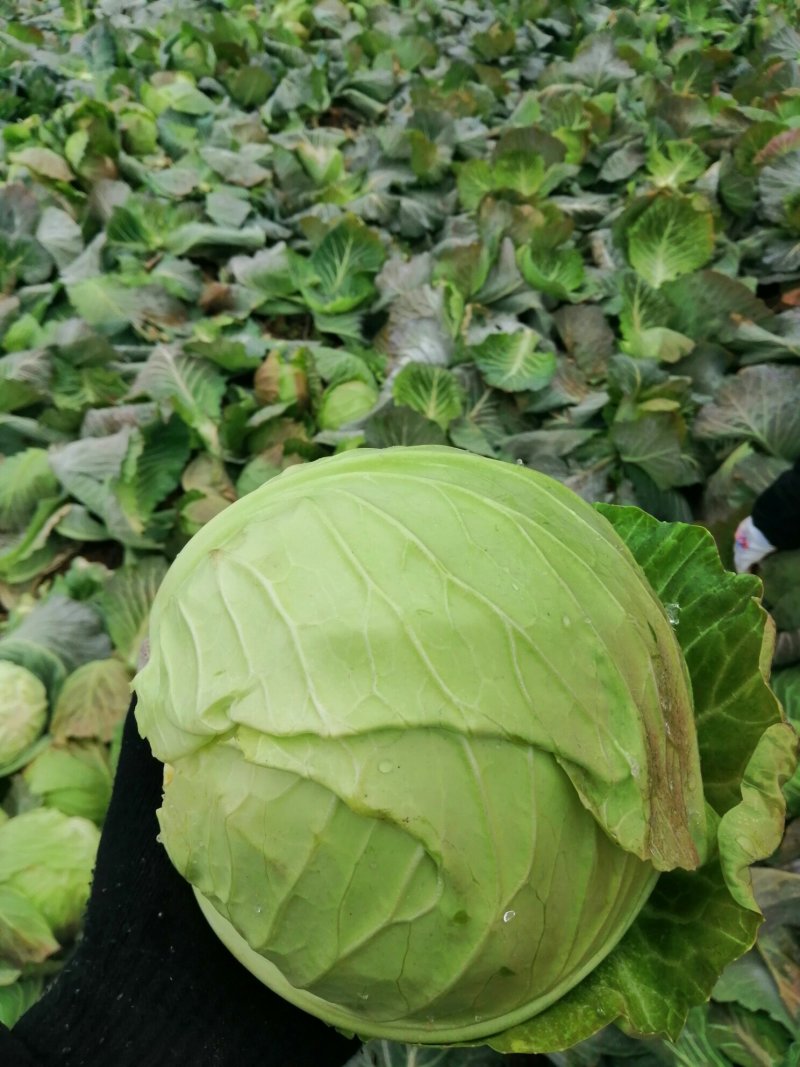 【优选】圆包菜上市，产地直供，大小均匀，质量好，欢迎选购