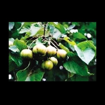千年桐籽树树苗单价1.2元起