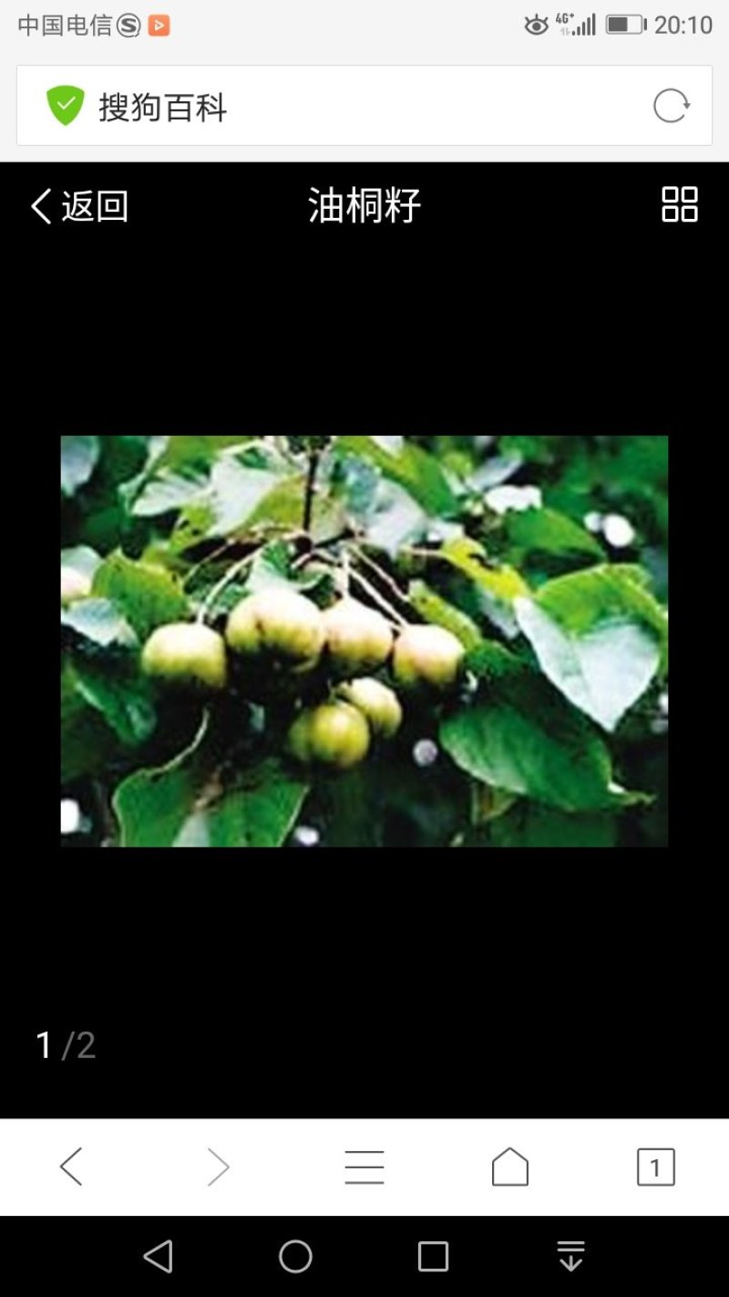千年桐籽树树苗单价1.2元起