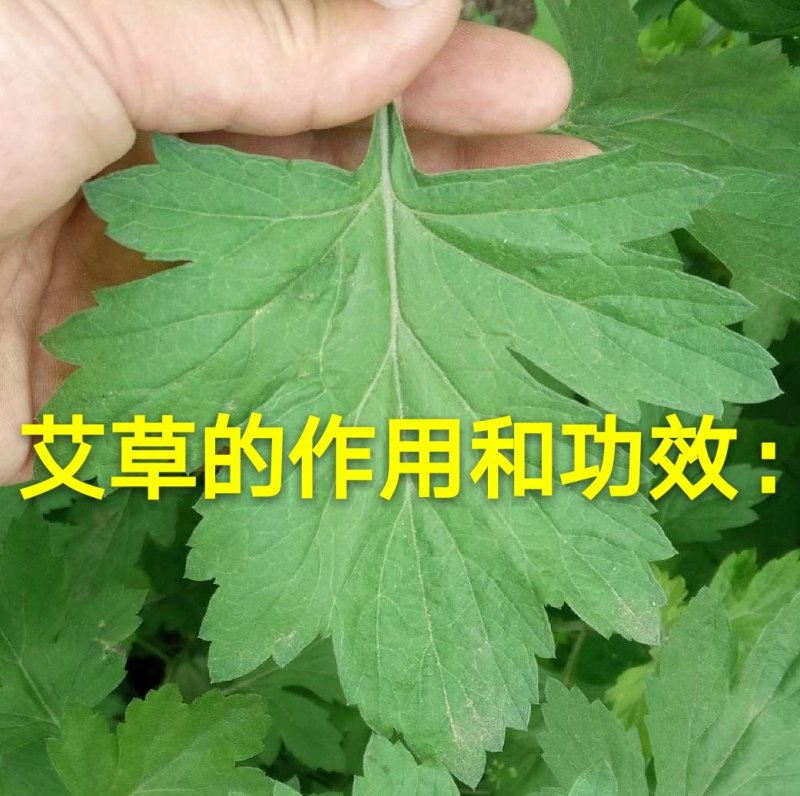 艾叶粉、艾粉，全年生产，大量现货。