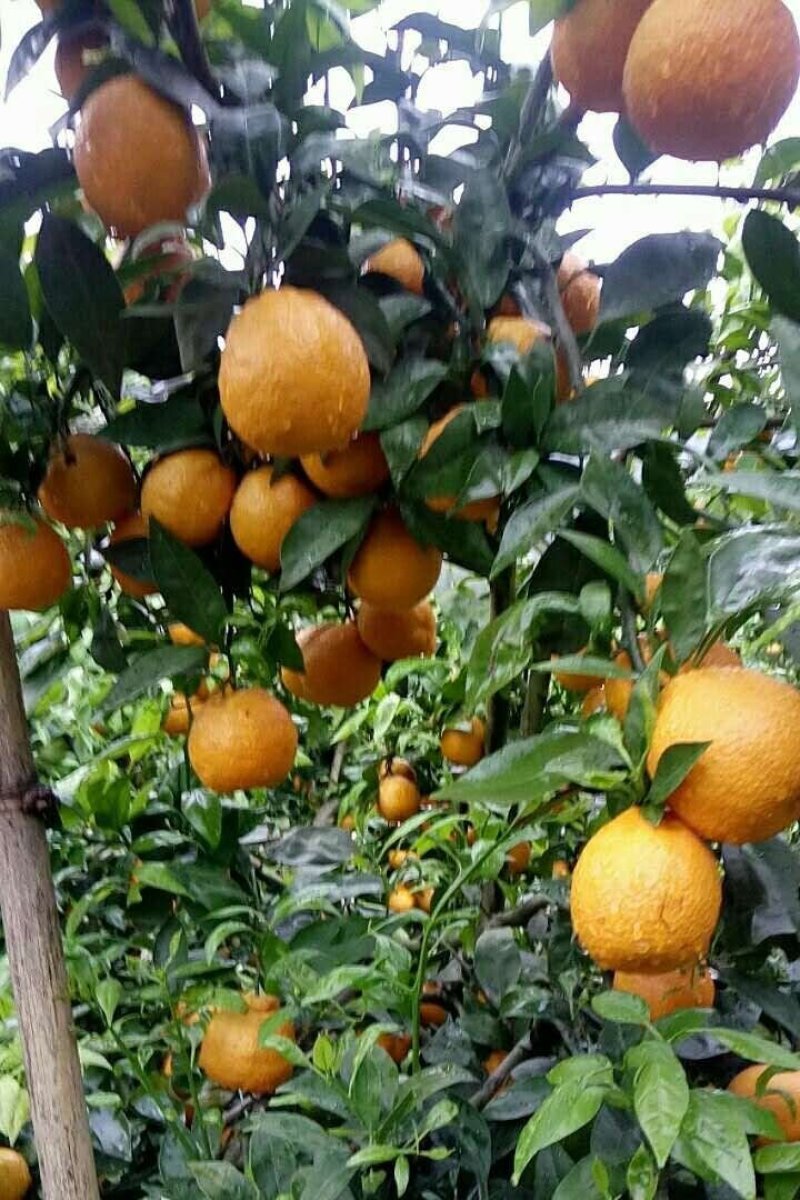 精品黄果柑大量上市50起摘，价格便宜，一手货源对接全客商