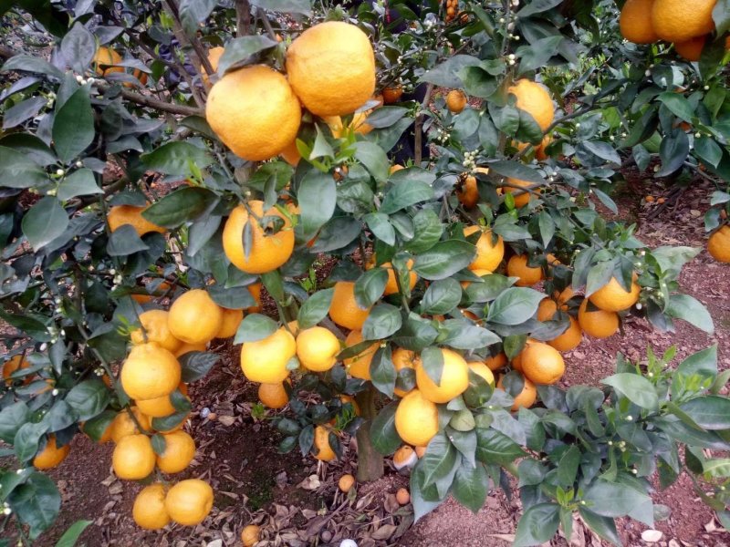 精品黄果柑大量上市50起摘，价格便宜，一手货源对接全客商
