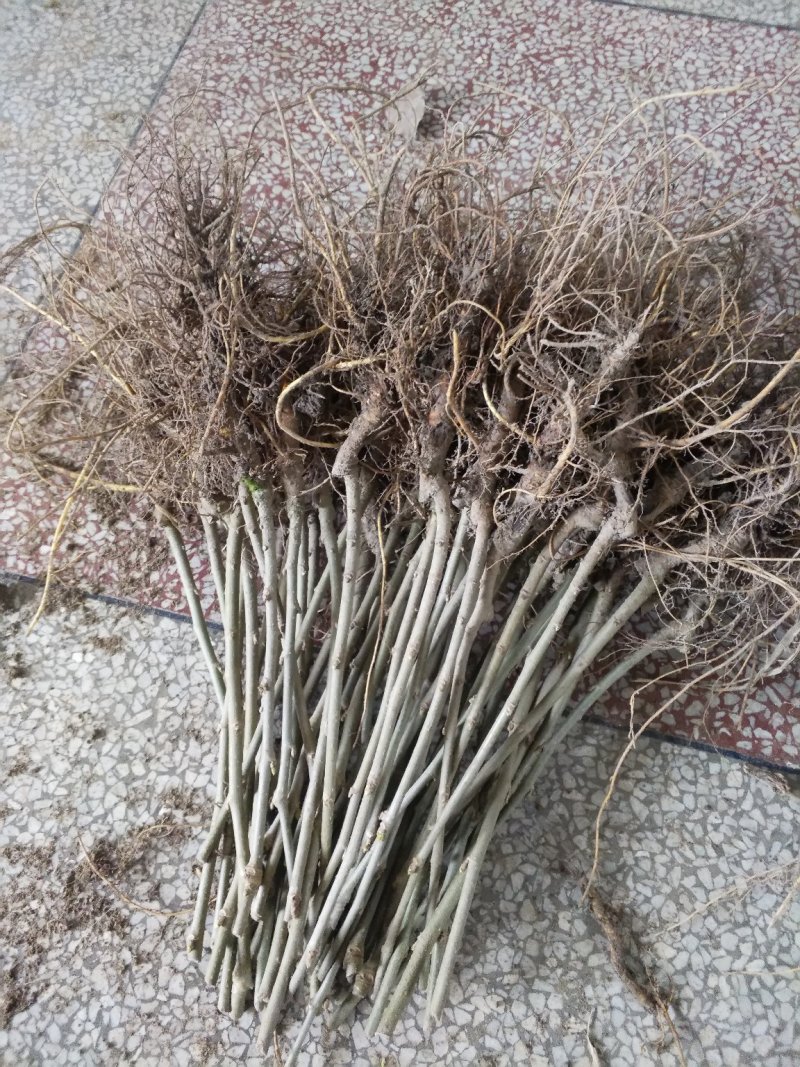 黑珍珠果桑（味甜耐寒品种南北方都可种植)