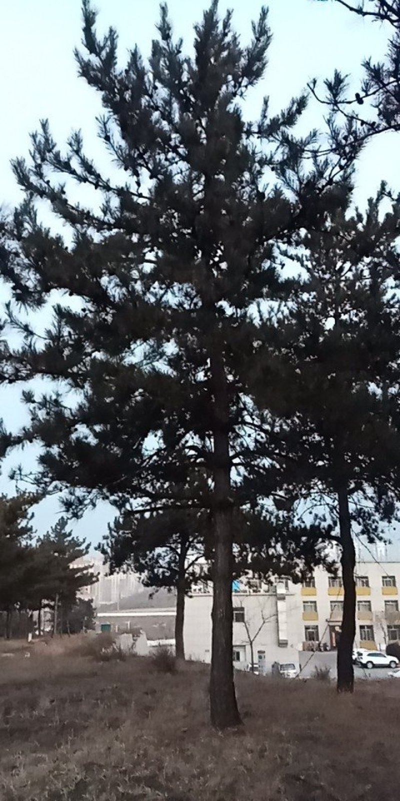 油松四至七米