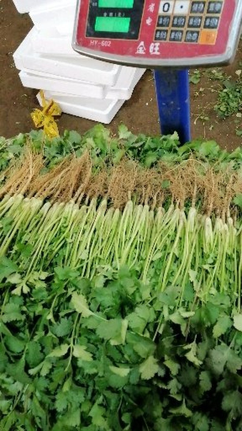 精品大叶香菜，菠菜。产地一手当天新鲜菜，质量保证