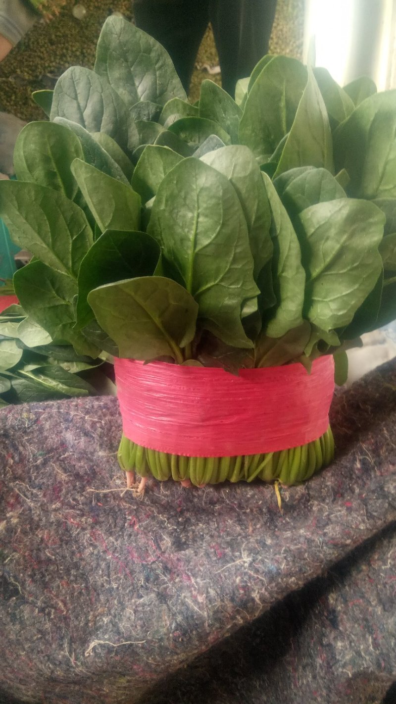 精品大叶香菜，菠菜。产地一手当天新鲜菜，质量保证