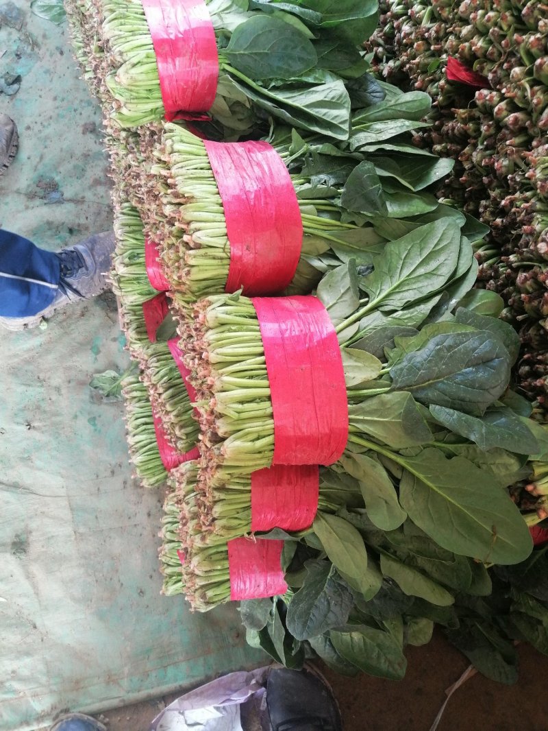 精品大叶香菜，菠菜。产地一手当天新鲜菜，质量保证