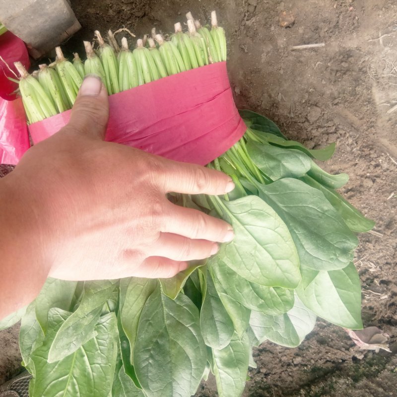 精品大叶香菜，菠菜。产地一手当天新鲜菜，质量保证