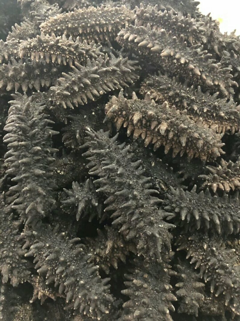 红参六排刺