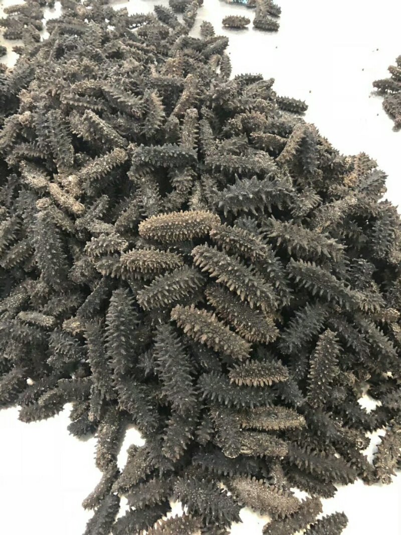 红参六排刺