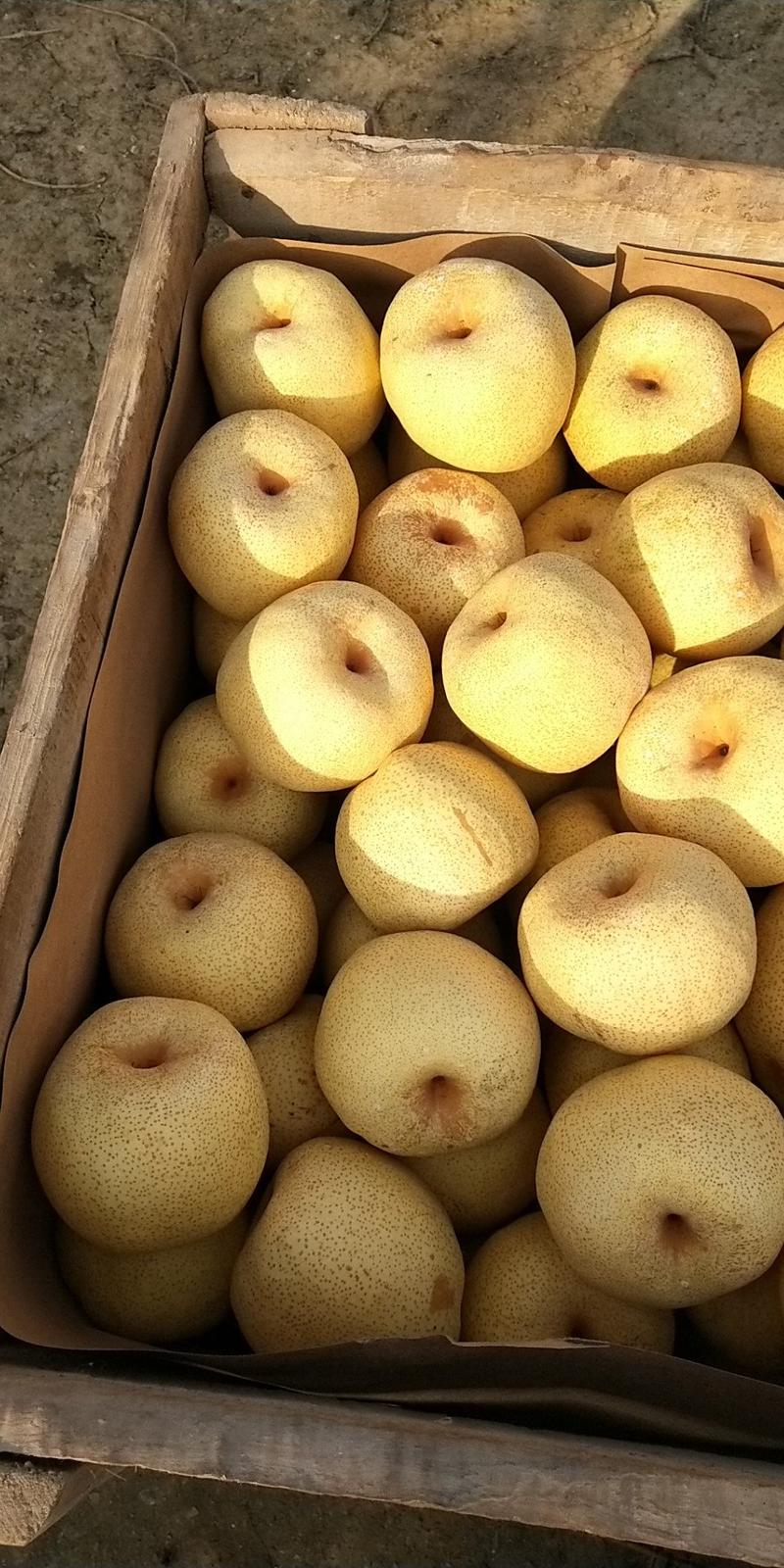 《热卖中》砀山酥梨一手货源全国代发保证质量欢迎电话