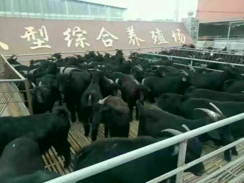 小尾寒羊