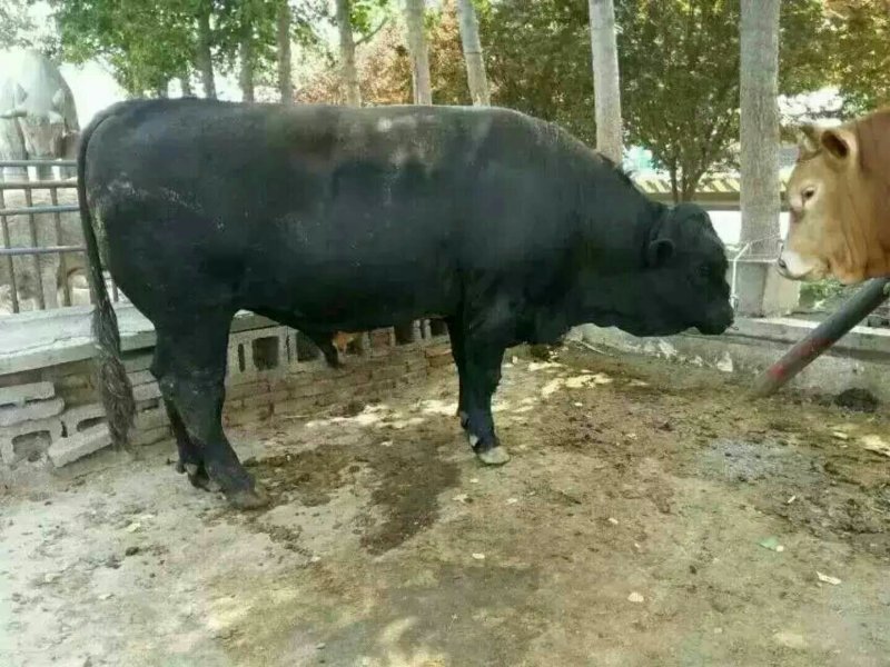 肉牛