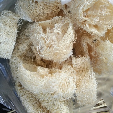 丝瓜络，新货，货干，质量好，常年主营丝瓜络各种规格