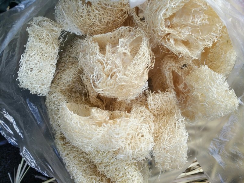 丝瓜络，新货，货干，质量好，常年主营丝瓜络各种规格