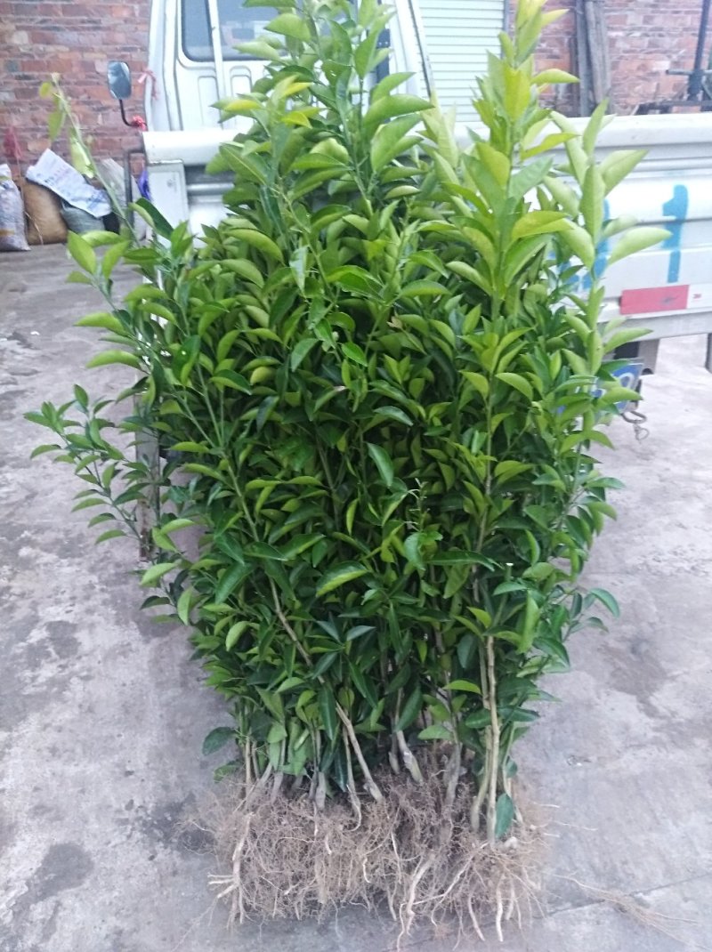 枳壳苗嫁接药用枳壳苗