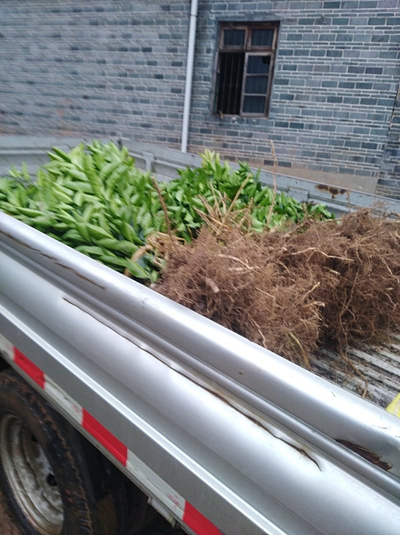 枳壳苗嫁接药用枳壳苗