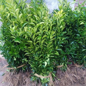 枳壳苗嫁接药用枳壳苗