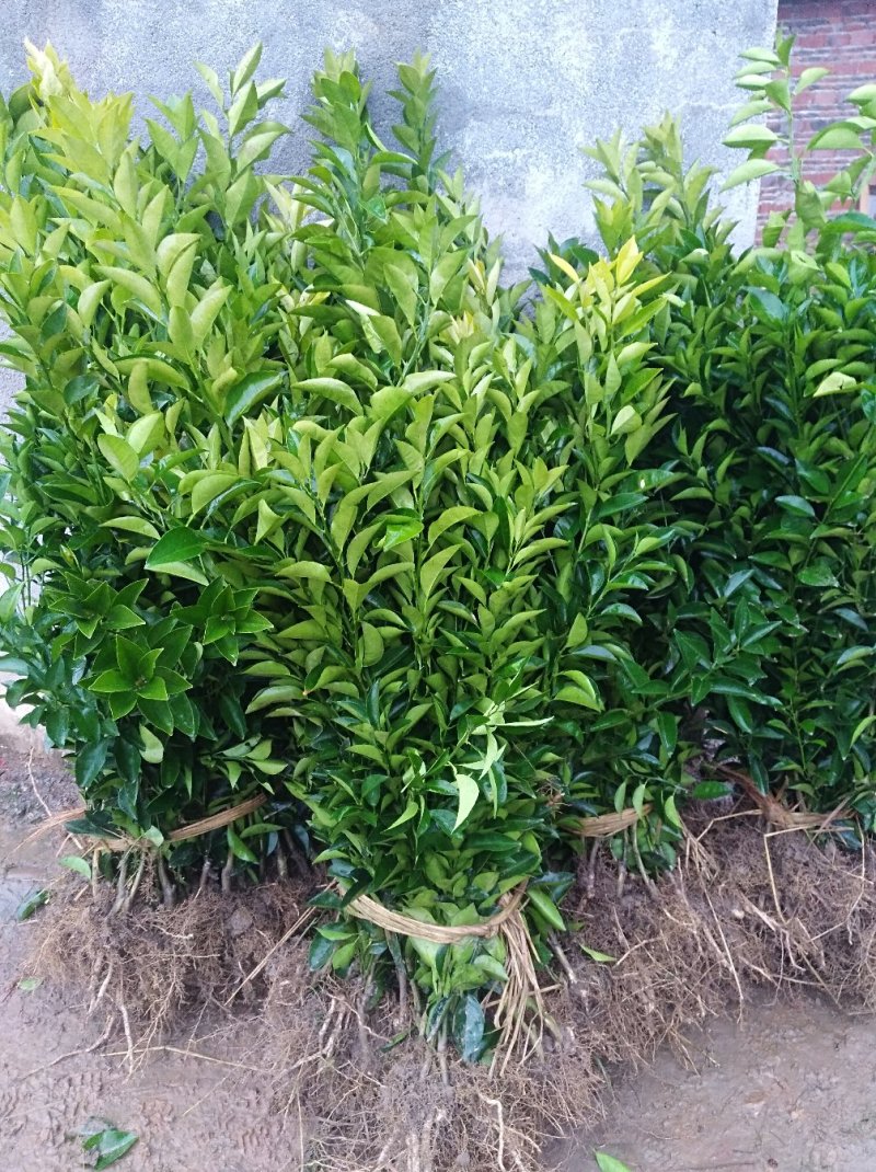 枳壳苗嫁接药用枳壳苗