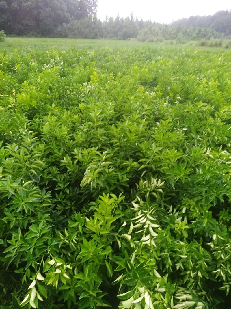 枳壳苗嫁接药用枳壳苗