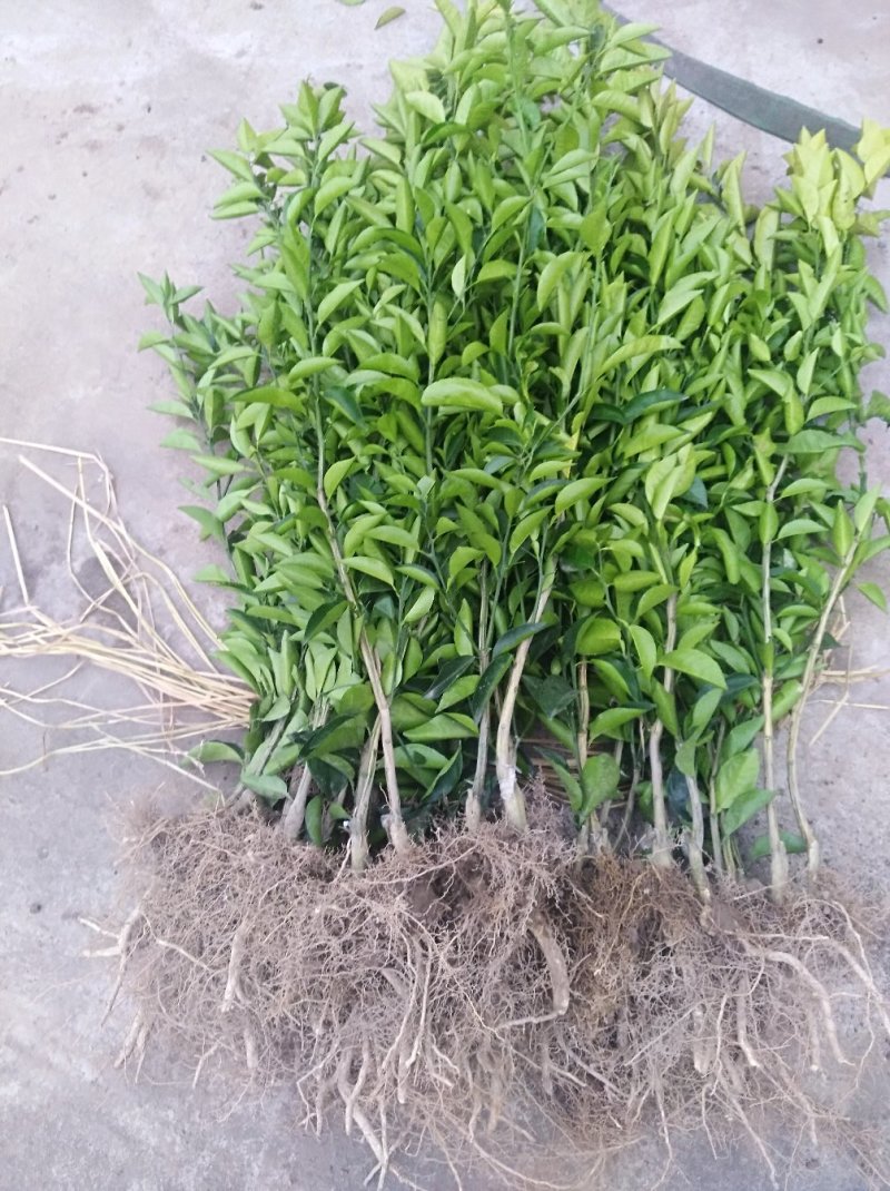 枳壳苗嫁接药用枳壳苗