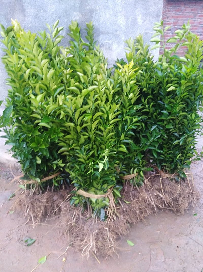 枳壳苗嫁接药用枳壳苗