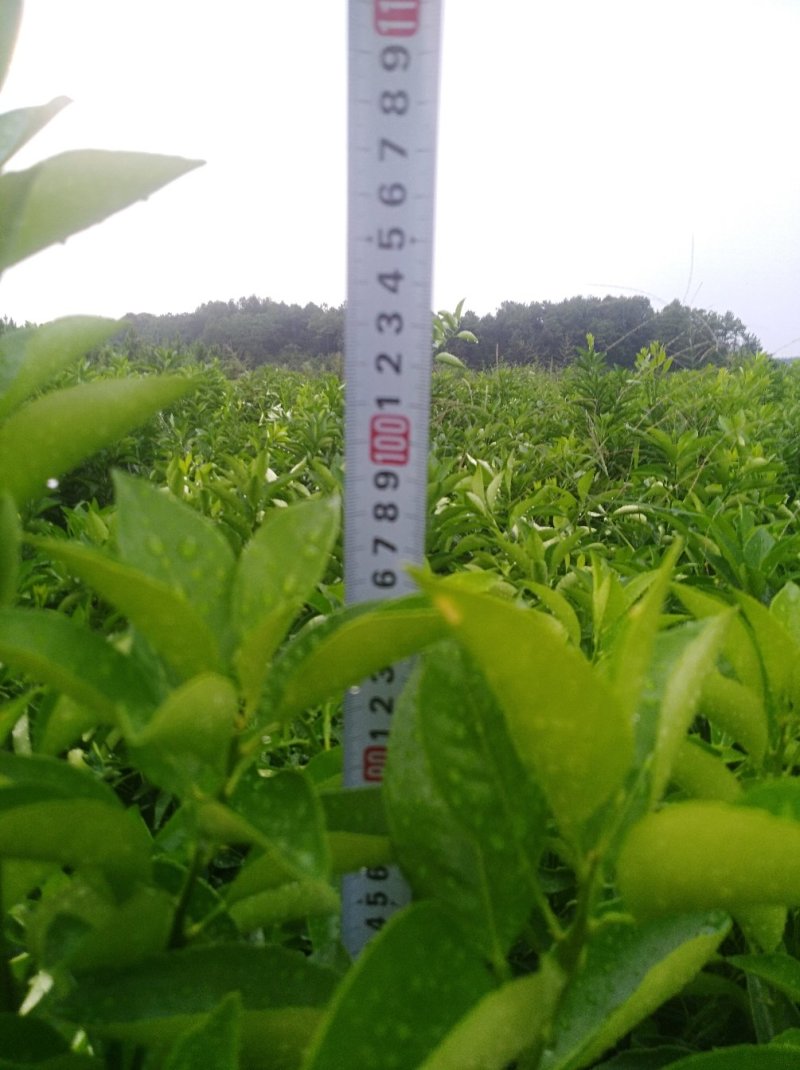 枳壳苗嫁接药用枳壳苗