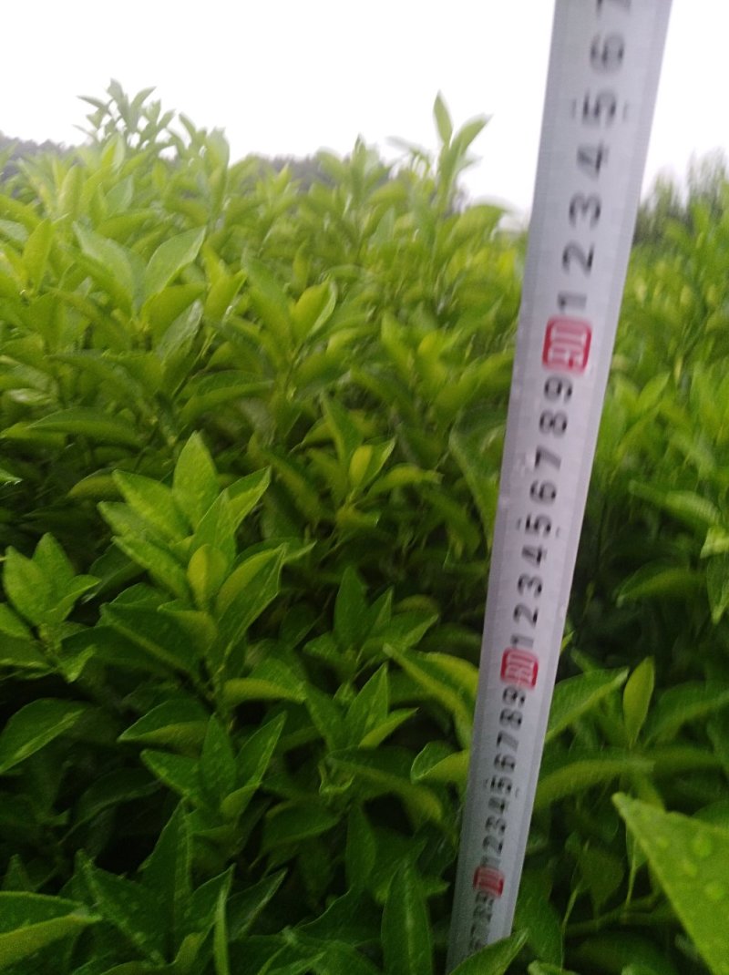 枳壳苗嫁接药用枳壳苗