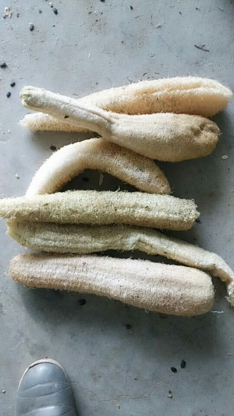 丝瓜络，新货，货干，质量好，常年主营丝瓜络各种规格
