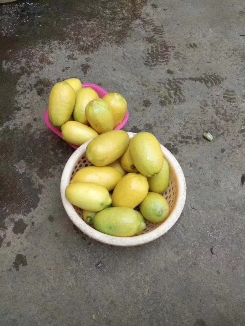 香水柠檬