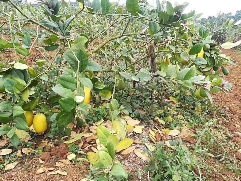 香水柠檬