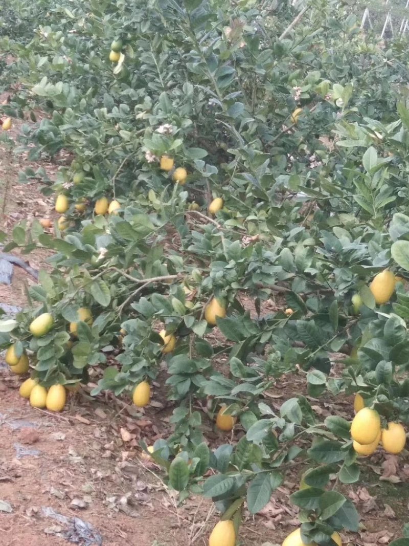 香水柠檬