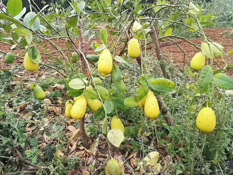 香水柠檬