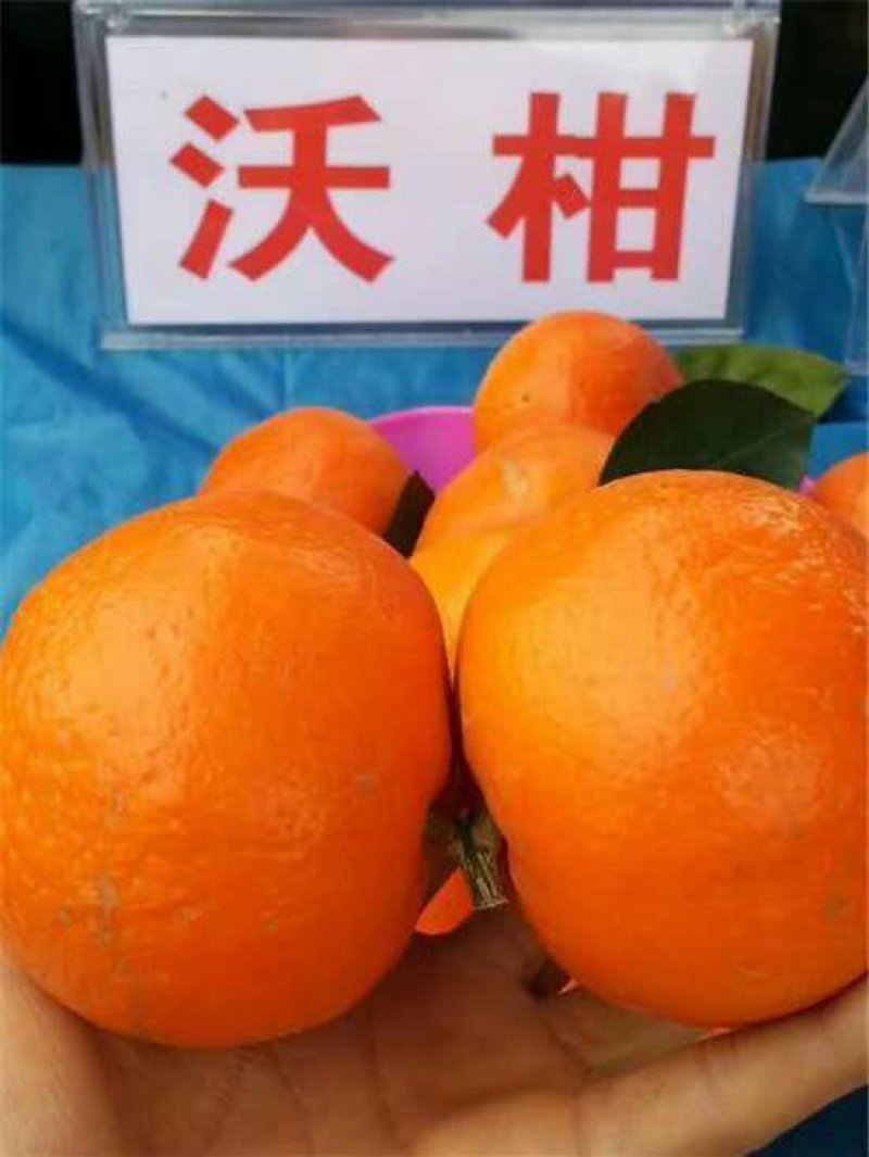 广西精品沃柑颜色鲜艳，汁水饱满，果面干净！