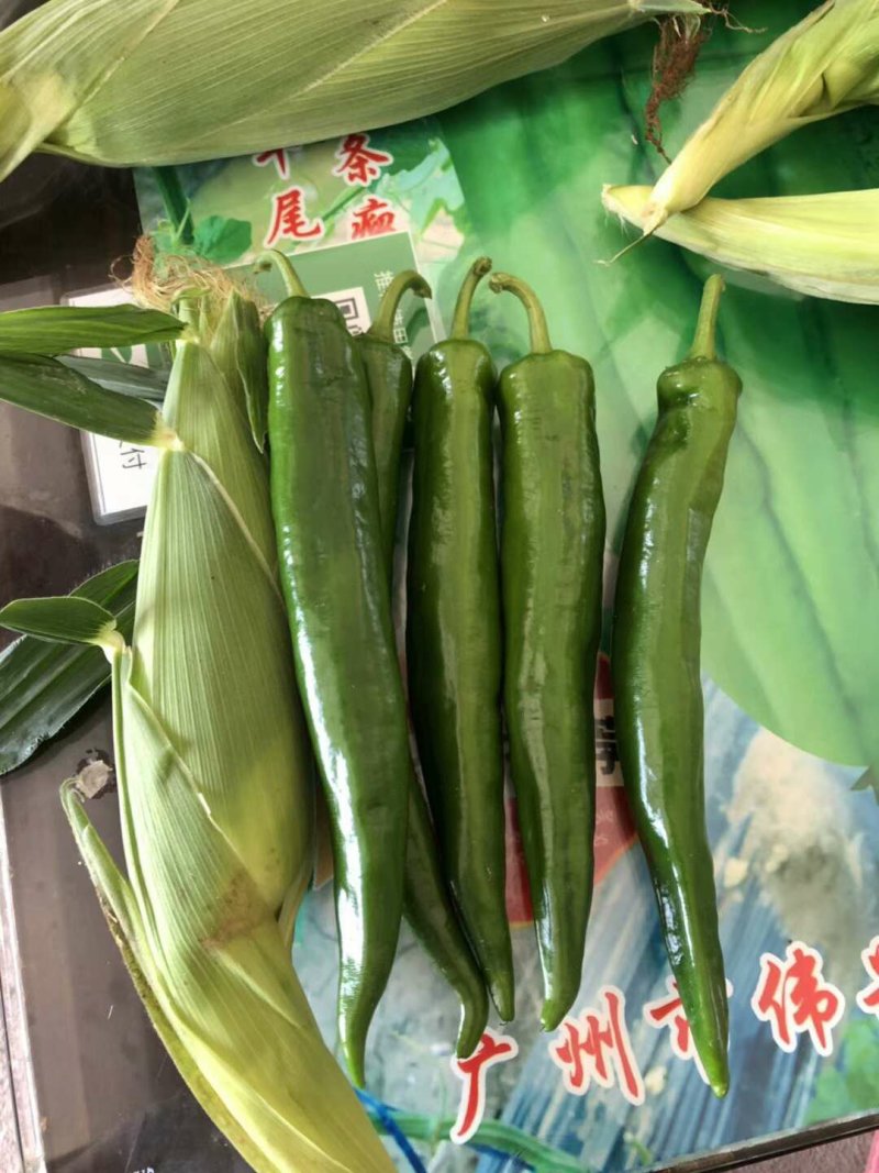 牛角椒尖椒薄皮苗场直销质量保证量大从优