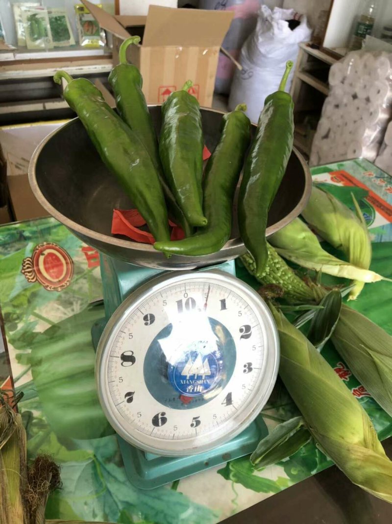 牛角椒尖椒薄皮苗场直销质量保证量大从优