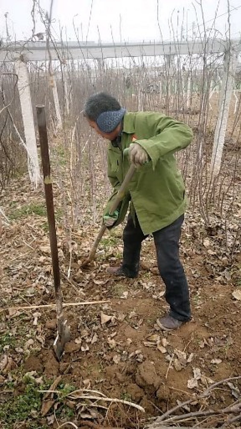 矮化乔化苹果苗品种有瑞雪.秦脆.烟富.爱妃等系列