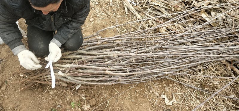 矮化乔化苹果苗品种有瑞雪.秦脆.烟富.爱妃等系列