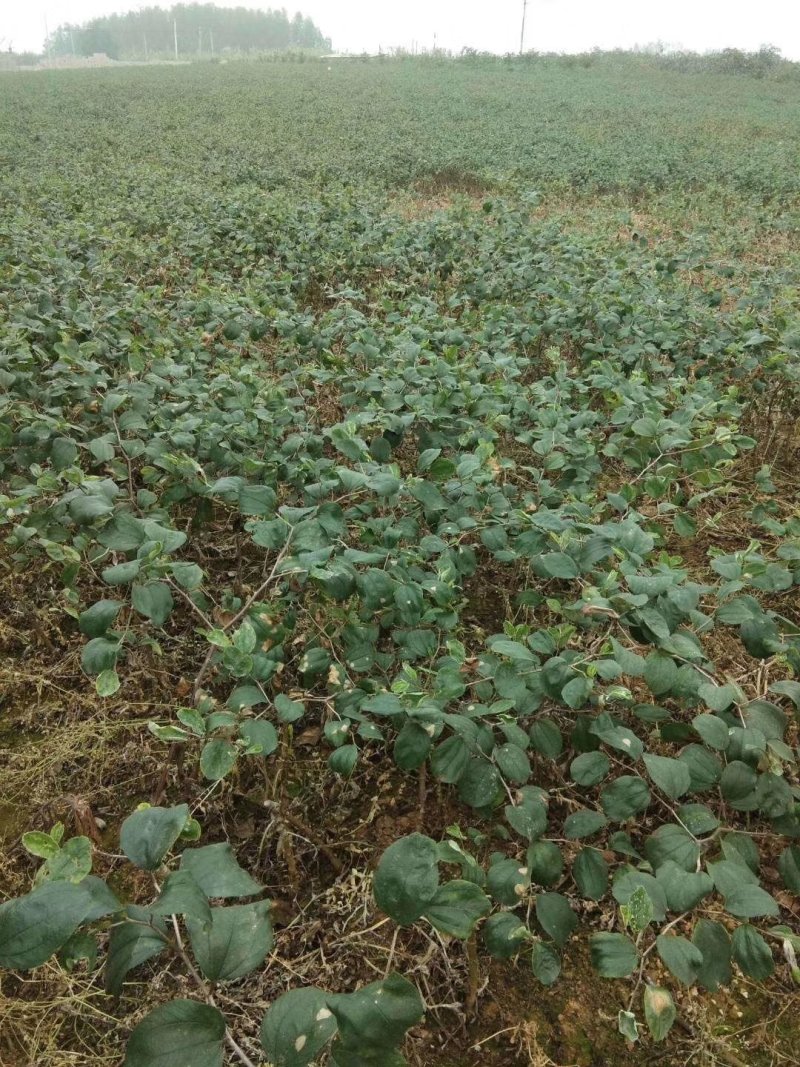 苹果枣，密丝枣苗