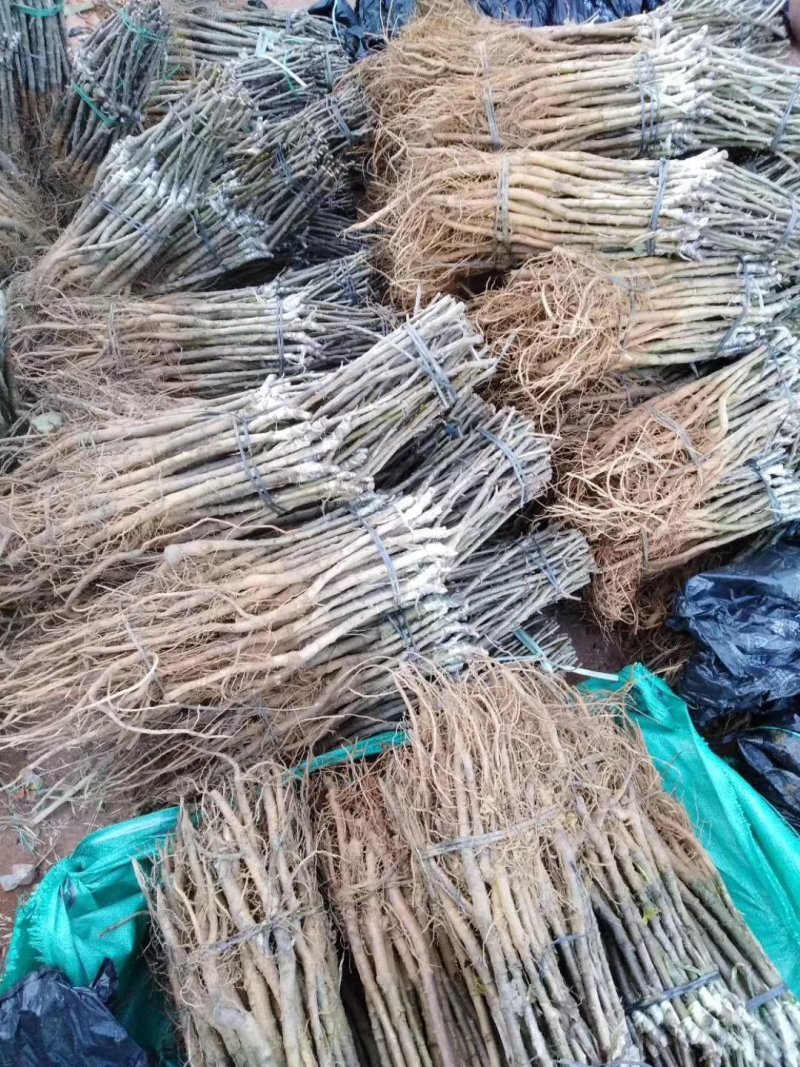 苹果枣，密丝枣苗