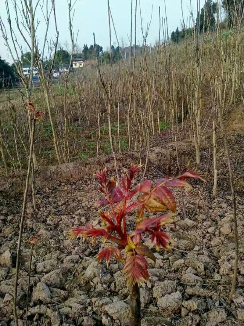 香椿芽