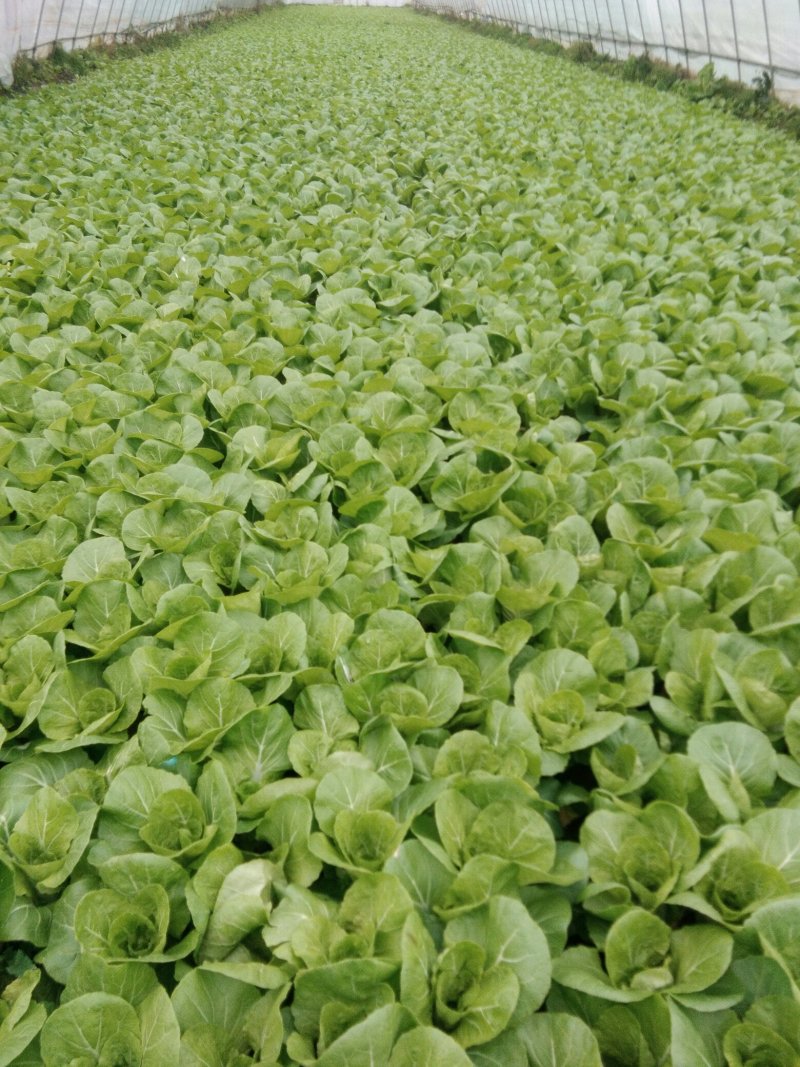 快菜精品小白菜，对接市场商超社区团购欢迎来电洽谈